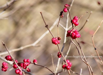berries of winter