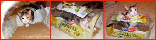 Silly cat playing in tea package