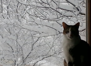 cat watching snow