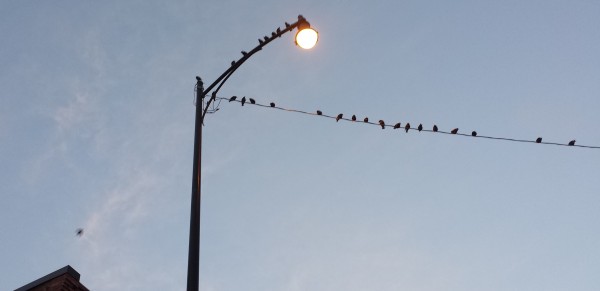 bird-on-wire